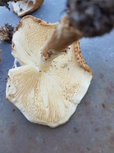 Echinoderma asperum - Лепиота острочешуйчатая