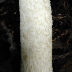 Leccinum albostipitatum - Подосиновик белоножковый