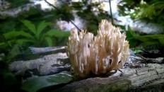 Clavulina coralloides - Рогатик гребенчатый