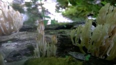 Clavulina coralloides - Clavulina cristata