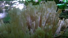 Clavulina coralloides - Clavulina cristata