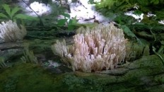 Clavulina coralloides - Рогатик гребенчатый