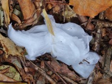 Exidiopsis effusa - Ледяные волосы