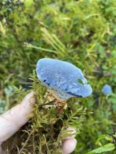 Hydnellum caeruleum - Гиднеллум голубой