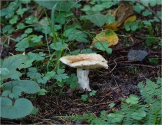 Russula foetens - Валуй