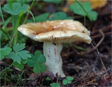 Russula foetens - Валуй