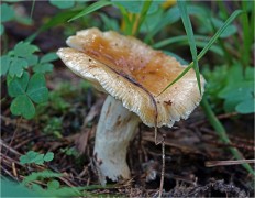 Russula foetens - Валуй