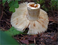 Russula foetens - Валуй