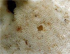 Polyporus tuberaster - Трутовик клубненосный