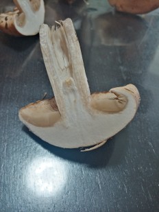 Hebeloma sinapizans - Гебелома горчичная