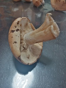 Hebeloma sinapizans - Гебелома горчичная
