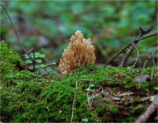 Artomyces pyxidatus - Артомицес крыночковидный