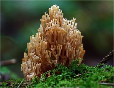 Artomyces pyxidatus - Артомицес крыночковидный