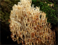 Artomyces pyxidatus - Артомицес крыночковидный