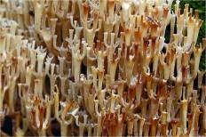 Artomyces pyxidatus - Клавикорона крыночковидная