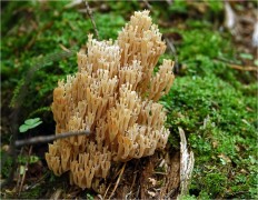 Artomyces pyxidatus - Артомицес крыночковидный