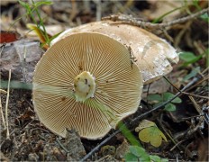 Leucocortinarius bulbiger - Белопаутинник луковичный