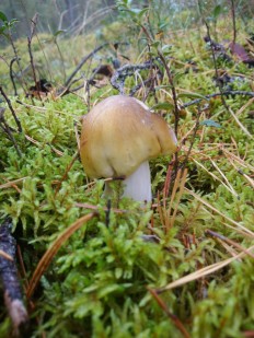 Tricholoma arvernense - Рядовка овернская