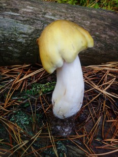 Tricholoma arvernense - Рядовка овернская