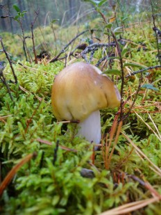 Tricholoma arvernense - Рядовка овернская