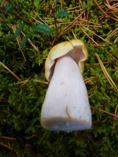 Tricholoma arvernense - Рядовка овернская