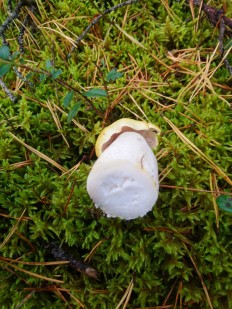 Tricholoma arvernense - Рядовка овернская