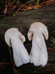 Tricholoma arvernense - Рядовка овернская