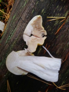 Tricholoma arvernense - Рядовка овернская