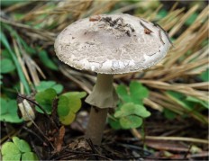 Amanita porphyria - Мухомор порфировый