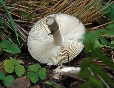 Amanita porphyria - Мухомор порфировый