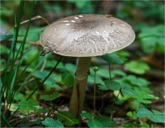 Amanita porphyria - Мухомор порфировый