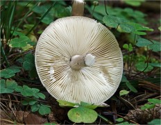 Amanita porphyria - Мухомор порфировый