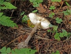 Amanita porphyria - Мухомор порфировый