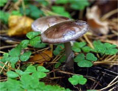 Amanita porphyria - Мухомор порфировый