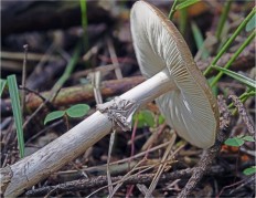 Amanita porphyria - Мухомор порфировый