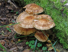 Опёнок осенний