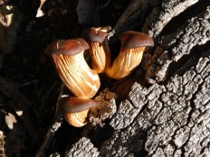 Omphalotus olearius - Омфалотус масличный