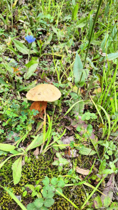 Дубовик обыкновенный