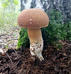 Boletus reticulatus - Белый гриб сетчатый