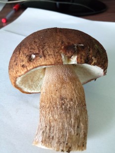 Boletus reticulatus - Белый гриб сетчатый