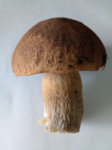 Boletus reticulatus - Белый гриб сетчатый