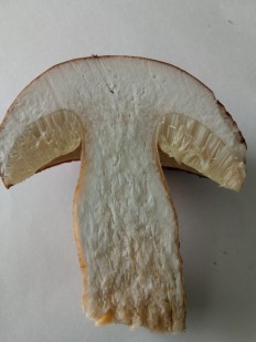 Boletus reticulatus - Белый гриб сетчатый