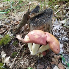 Tricholomopsis rutilans - Рядовка жёлто-красная