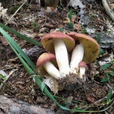 Tricholomopsis rutilans - Рядовка жёлто-красная