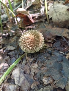 Lycoperdon echinatum - Дождевик ежевидно-колючий