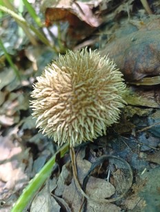 Lycoperdon echinatum - Дождевик ежевидно-колючий