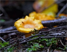 Cantharellus cibarius - Лисичка обыкновенная