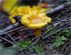 Cantharellus cibarius - Лисичка обыкновенная