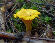 Cantharellus cibarius - Лисичка обыкновенная