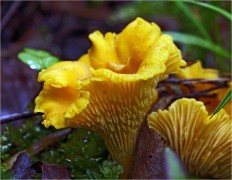 Cantharellus cibarius - Лисичка обыкновенная